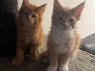 2 Maine Coon Kitten Creme und Rot Männlich mit Stammbaum und frei von Erblichen Erkrankungen - Hückelhoven