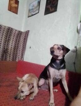 Szemi möchte entdeckt werden - Nordwalde