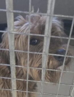 Wer rettet LUNA aus der Tötung? - Gefrees