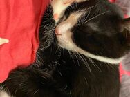 Kater Cosmo sucht neues zuhause - Dresden