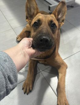 Langohr Justin Malinois - Peine