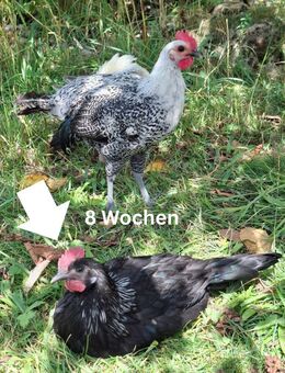 Unser Hahn Kiki darf ausziehen / Krüper Junghahn abzugeben - Feuchtwangen