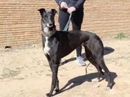 Norma(3) sucht Galgoherz mit 🛋️ Platz - Jade