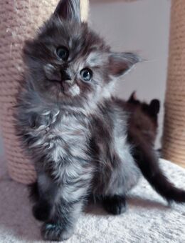 Reinrassige Maine Coon Katerchen blue-smoke-tabby - Baden-Baden