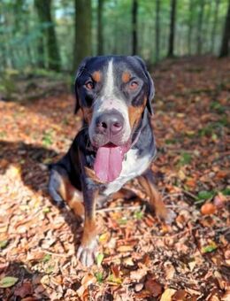 Otto - gemütlicher Riese - Löwenberger Land