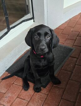 Labrador welpe Bella 12 Wochen alt. - Barntrup