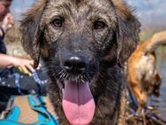 Freundlicher Loki sucht ES/PS ab Juli - Berlin