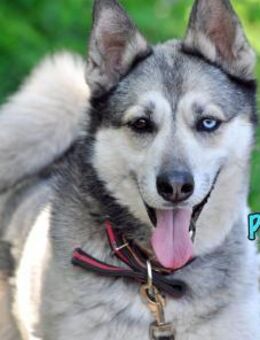 Pascho sucht sportliche Huskyfans 3/22 - Ruppertsecken