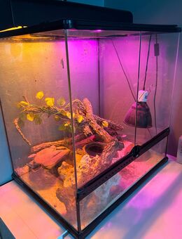 Terrarium mit 2 Leopardengeckos - Berlin