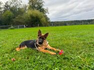 Deutscher Schäferhund mit SKG/SC Ahnentafel - Klingnau