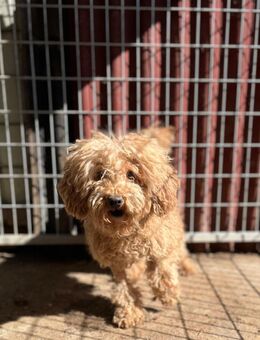 MASNI2-PP süsse Pumihündin - Neustadt (Rübenberge)