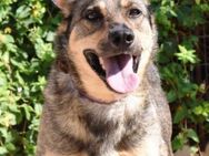 Buddy und Dana hängen sehr aneinander - Laatzen