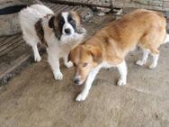 Frieda sucht ein liebevolles Zuhause - Blankenheim (Nordrhein-Westfalen)