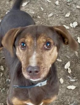 BRACCO - unser netter Neuzugang - Dänischenhagen