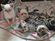 BKH- Britisch kurzhaar Katzen - Römhild Gleichamberg
