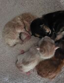 Maine Coon kitten suchen zuhause in 33330