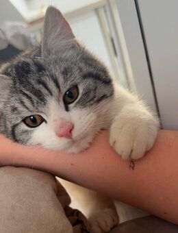 2 Junge Katzen zu verkaufen - Vechta Zentrum