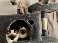 Ragdoll birma mix - Hamburg