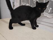 Maine Coon mix Kitten 1 Kater schwarz abzugeben - Alsheim