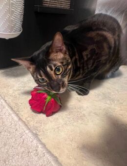 Süße Katze sucht ein neues zu Hause - Konstanz