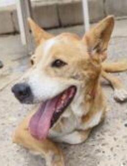 Treue Lucy sucht ein Zuhause - Berlin