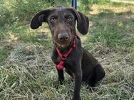 Viszla Mix Hündin Nala - Velbert