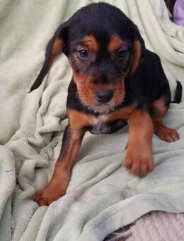 Skipper sucht seine Familie - Berlin