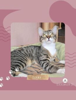 Katerchen Timmy wartet auf Dich - Lalendorf