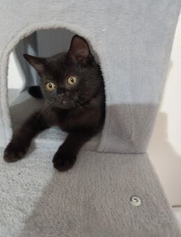 Katzen Babys suchen neue Zuhause - Baltmannsweiler