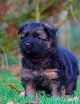 Langhaar Schäferhundwelpen SV Papiere - Olfen