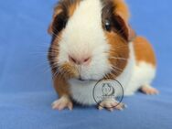 Meerschweinchen s Weibchen ILARY Glatthaar goldagouti/rot/weiß - Solingen (Klingenstadt)