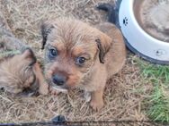 Süße Bulldoggen-Mix-Welpen - Sonneberg