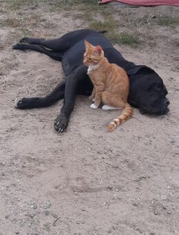 Kater abzugeben - Golßen