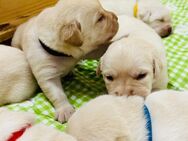 Unsere Labrador Retriever Welpen sind da, blond, weiß - Wulfsen