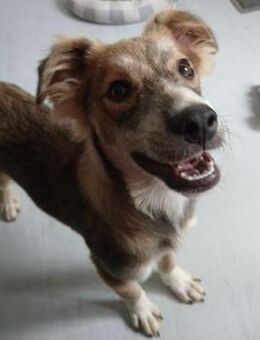 💙 Welpe Diesel sucht dich! 🐾 - Eislingen (Fils)