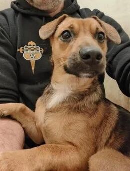 Tökmag von kettenlos - Bollingstedt