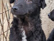 Archie 💗 so froher, aktiver Hundebub - Hamburg