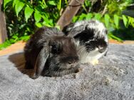 Zwergwidder Minilop Zwergkaninchen - Giersleben