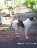 Suche in BS Kanzlerfeld Wohnung/ Kauf oder Miete in 31228