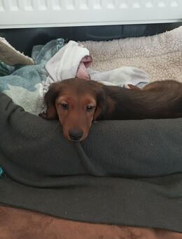 Zwerglanghaardackel Welpen ein Rüde noch frei - Kruft