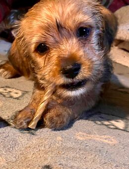 Wunderschöner und gesunder Yorkshire Terrier Chihuahua Mix Welpe abzugeben. - Vestenbergsgreuth
