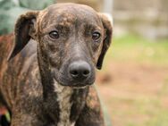 Lidia-VA, liebevolles Zuhause gesucht - Neustadt (Rübenberge)
