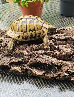 Wir haben zwei Testudo hermanni boettgerie in gute Hände zu vergeben - Brühl (Nordrhein-Westfalen)