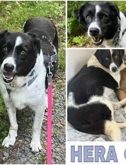 HERA -Sanfte, neugierige Seele- - Duisburg