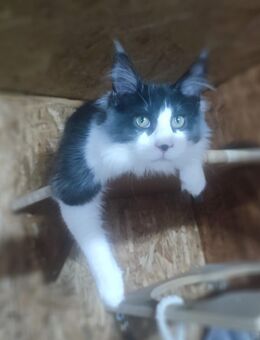 Maine Coon XXL - Tauberbischofsheim