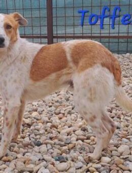 Toffee sucht ein Zuhause - Egestorf