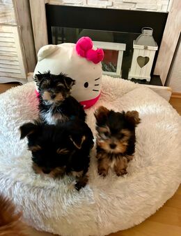 Yorkshire Terrier Mini Welpen - Osterholz-Scharmbeck