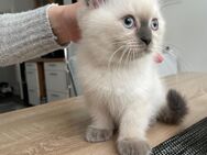 Kitten mit blauen Augen - Oelde