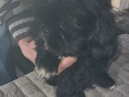 ShihTzu Rüde schwarz - Lengerich (Nordrhein-Westfalen)