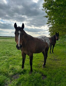 Appaloosa Stute - Lübbow